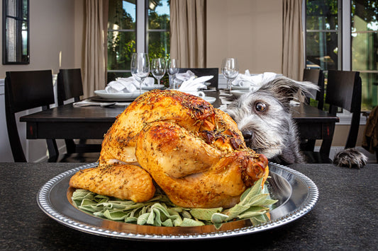 Turkey, Tails, and Tantalizing Escapades: A Thanksgiving Tail to Remember!